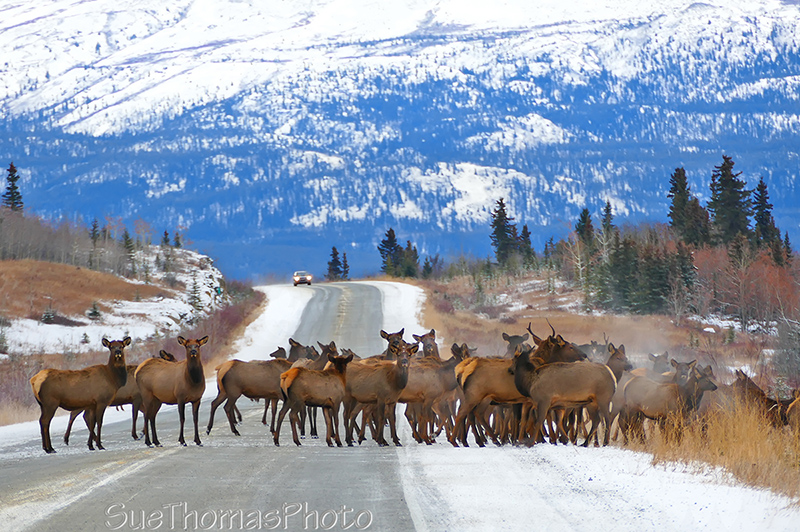 Elk on highway