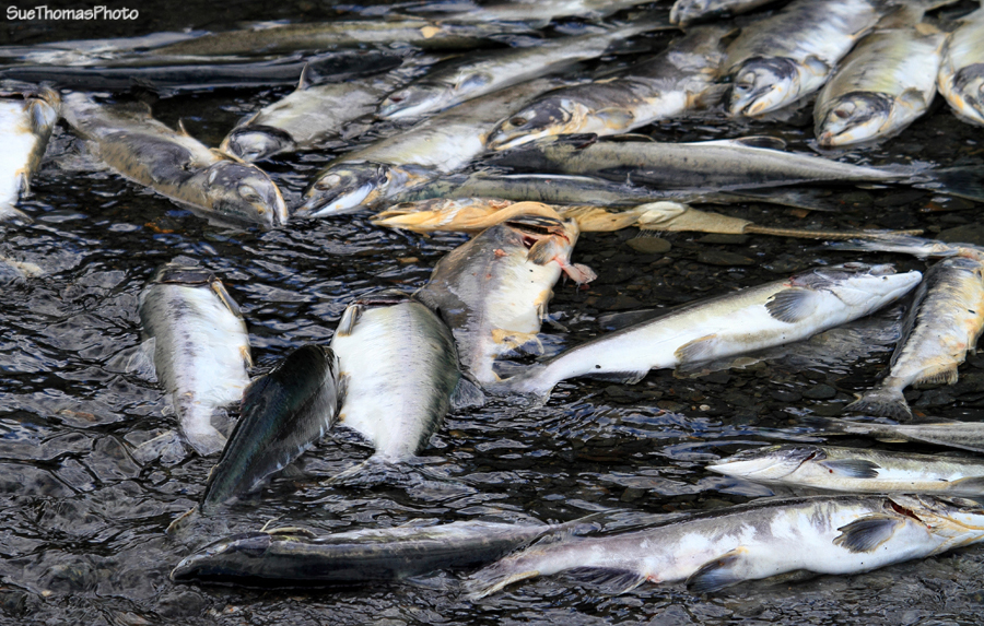 Salmon run at Valdez, Alaska