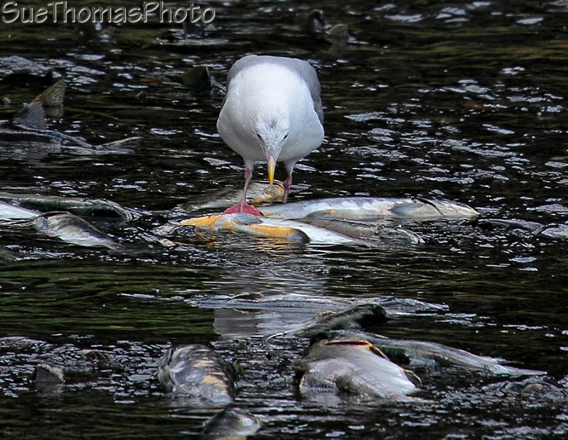 Salmon run at Valdez, Alaska