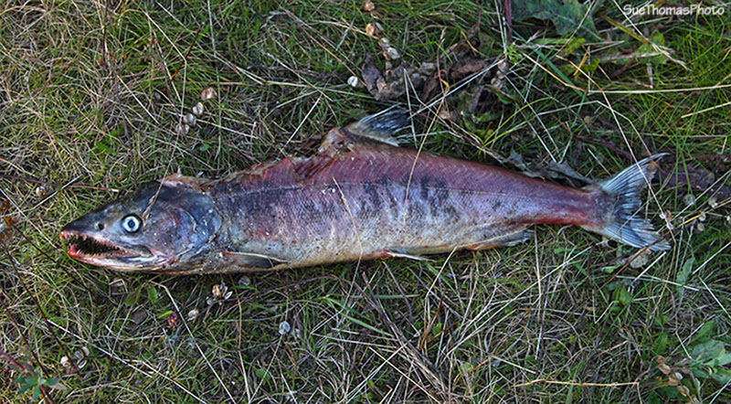 Half eaten salmon in Alaska