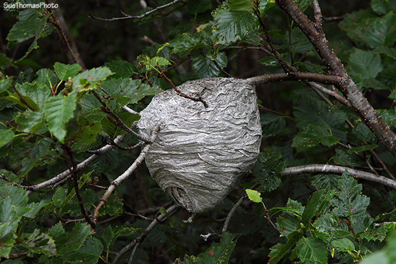 Wasp hive in Chugach National Forest, Alaska