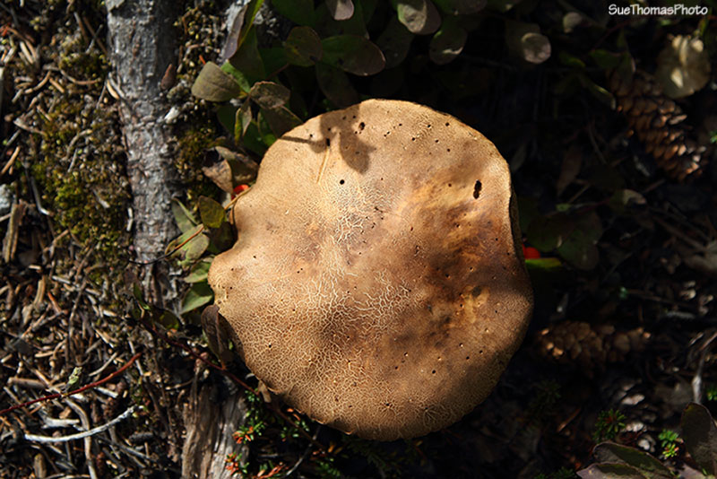 Mushrooms/Fungus on Kenai Peninsula, Alaska