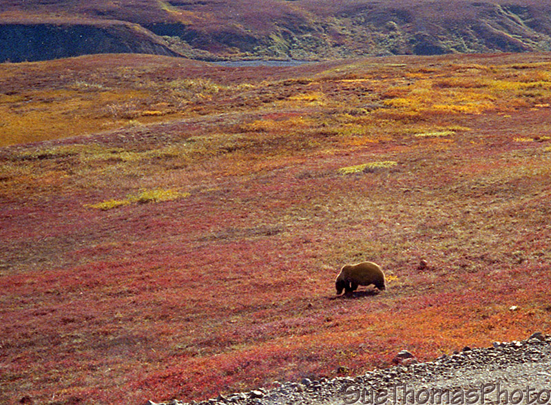 Grizzly bear in Denali Park, preparing for winter