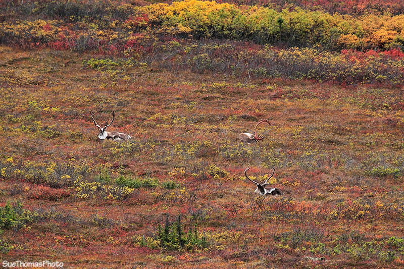 Caribou in Denali National Park, Alaska