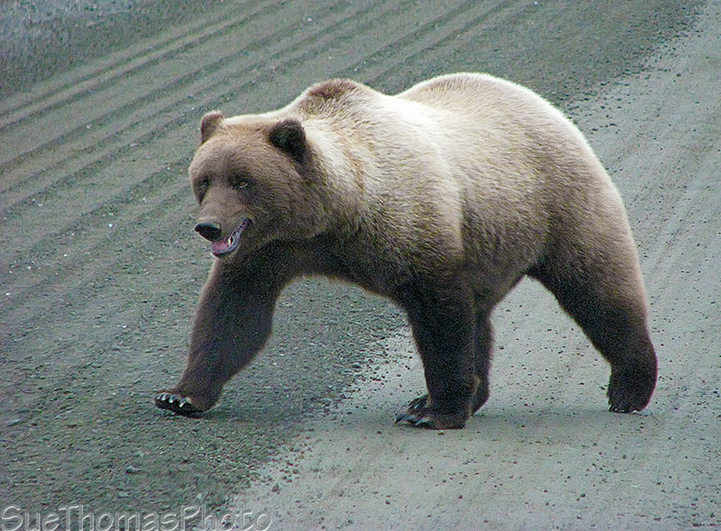 Grizzly at Denali National Park, Alaska