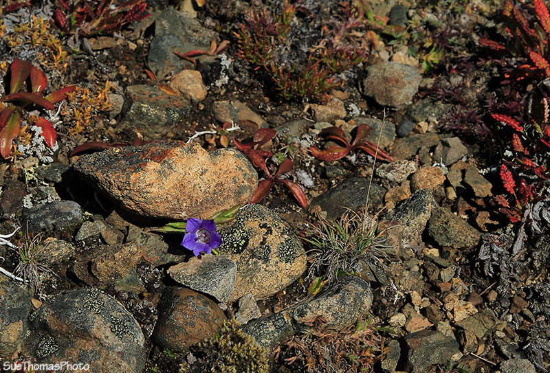 Flower in Denali National Park, Alaska