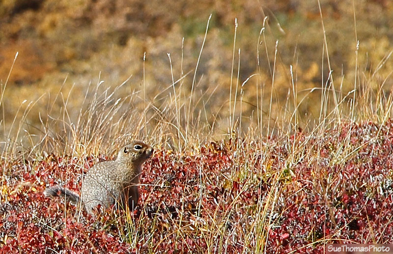 Ground Squirrel at Denali National Park, Alaska