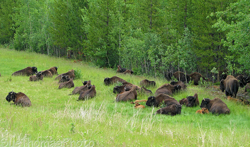 Buffalo along the Alaska Highway
