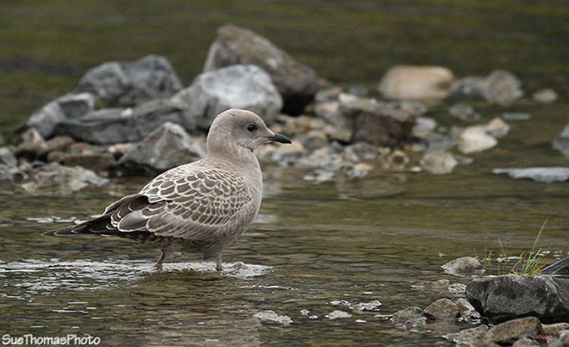 Bird at Muncho Lake, Alaska Highway, British Columbia