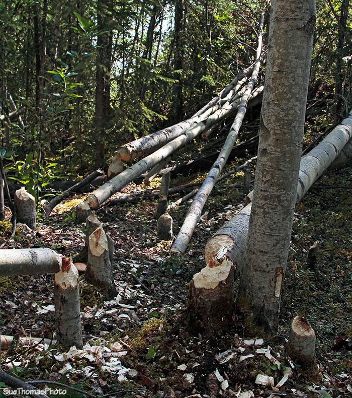 Beavers at work near Contact Creek, Alaska Highway