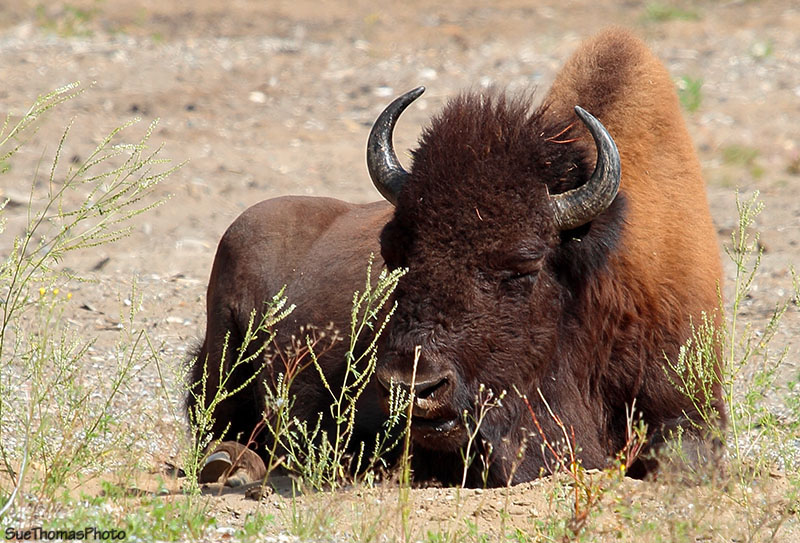 Bison along Alaska Highway in British Columbia