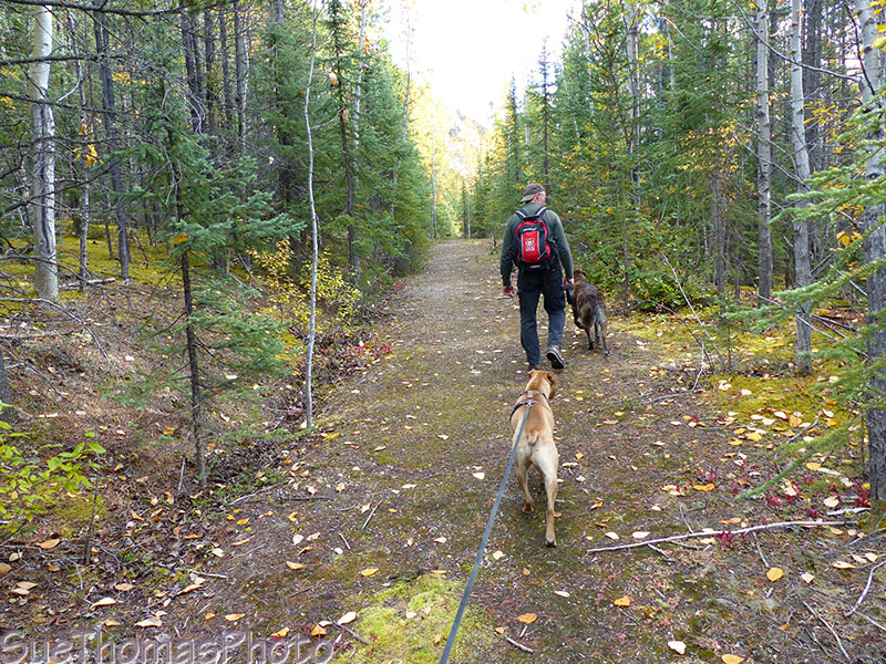 Dog walk on the Old Alaska Highway at Muncho Lake