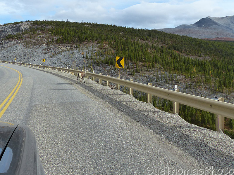 See the stone sheep?