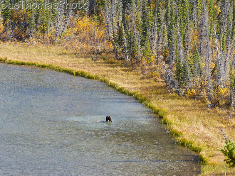 Moose in a lake