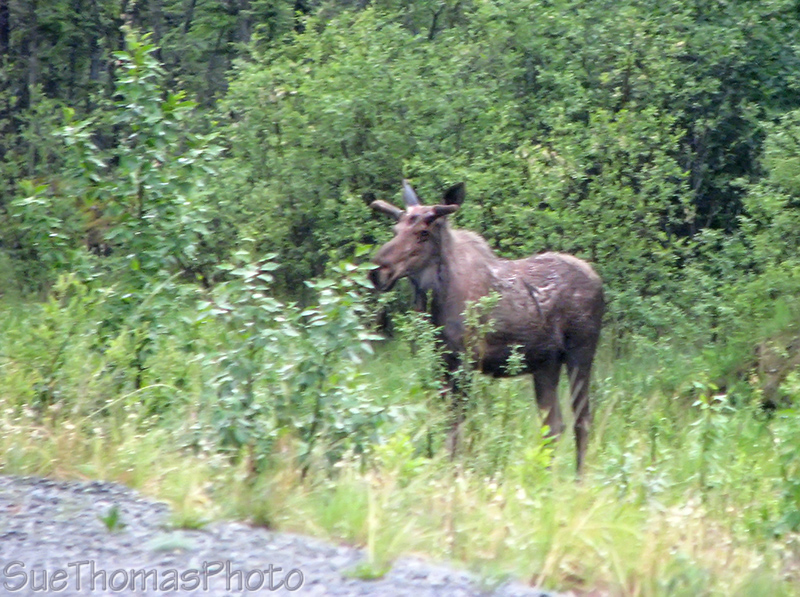 Moose near the Donjek River, Yukon