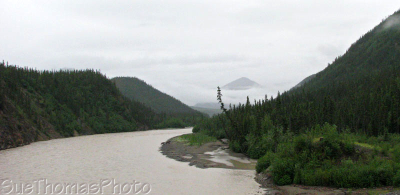 Moose at White River, Yukon (YT)