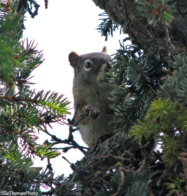 Squirrel at Kusawa Lake, Yukon Territory