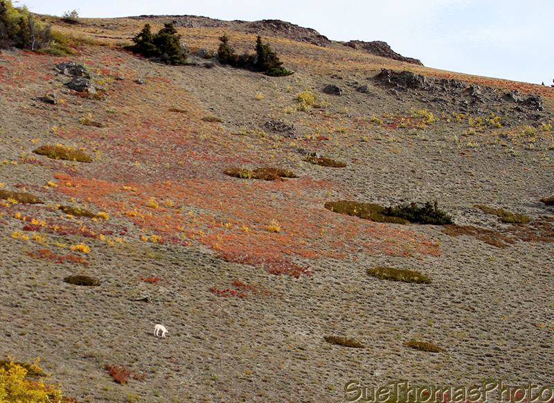 Sheep Mountain, Sheep Creek hike, Kluane National Park, Yukon