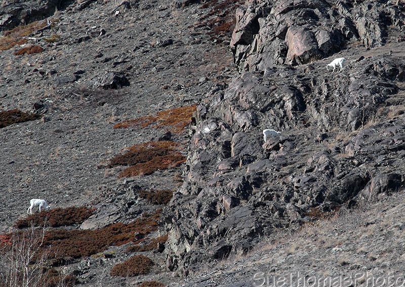 Dall Sheep feeding