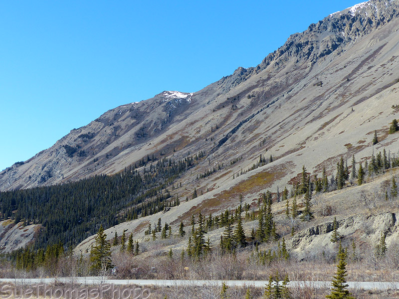 Dall Sheep in the distance
