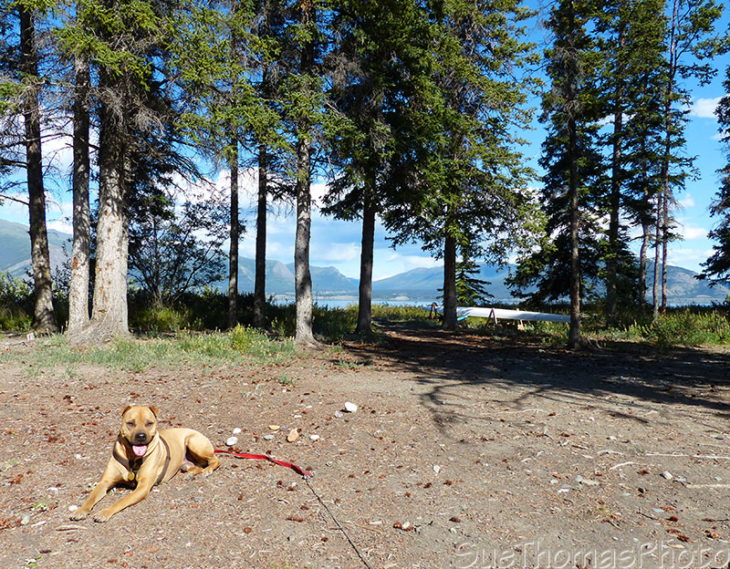 At the campsite at Kluane Lake
