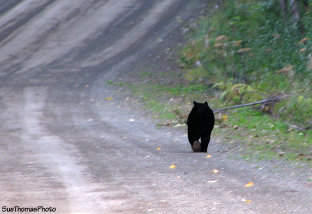 Bear near Granisle BC