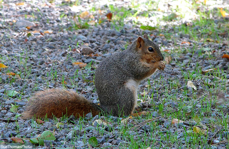 Squirrel at Haynes Point, B.C.