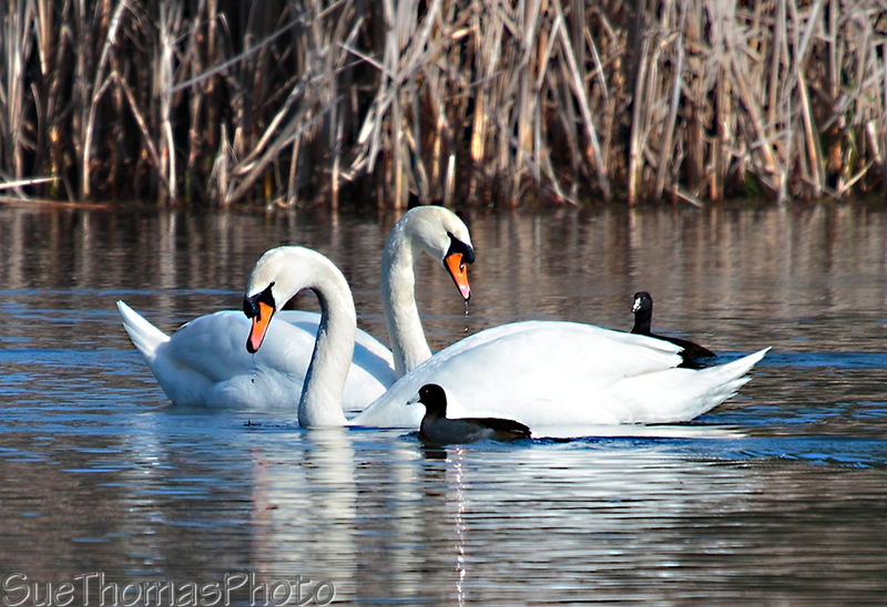 Mute Swans