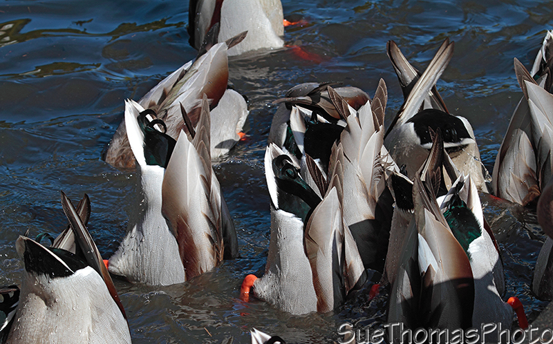 Bobbing ducks at Kings Pond