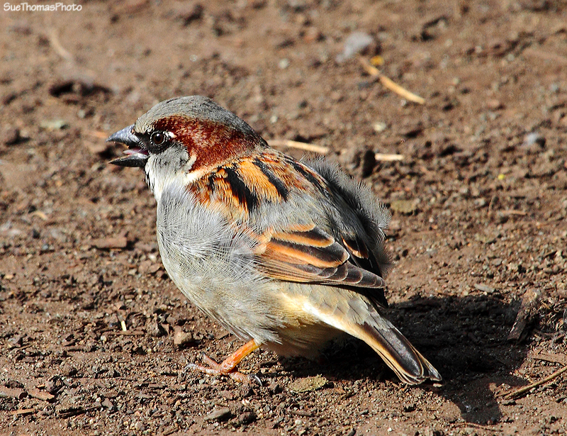 House sparrow in Victoria, B.C.