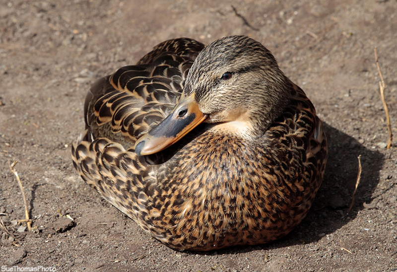 Mallard at Kings Pond, Victoria, BC