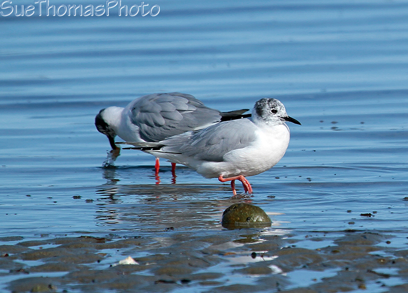 Bonapartes Gull, Rathtrevor Provincial Park, Vancouver Island