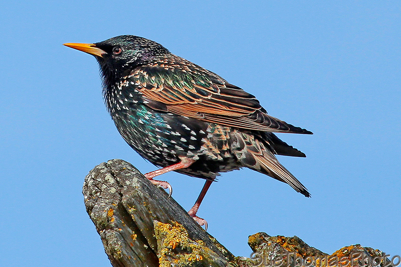 European Starling, Vancouver Island