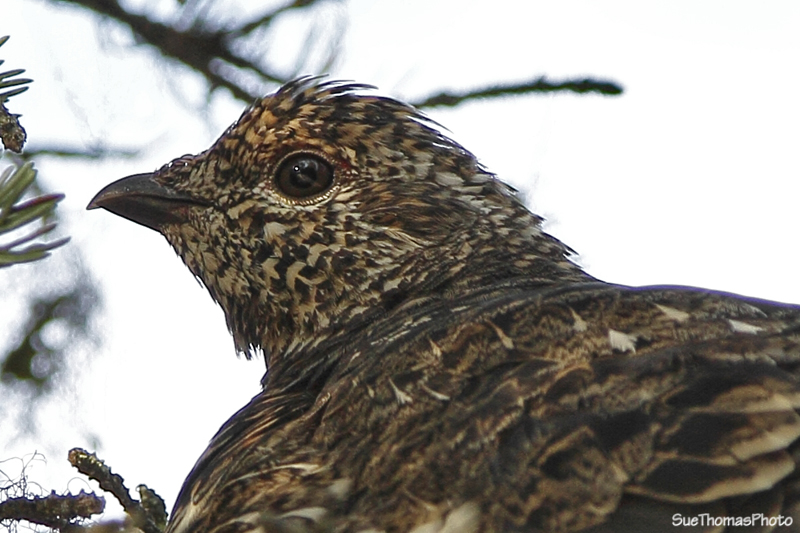 Alaska Spruce Grouse