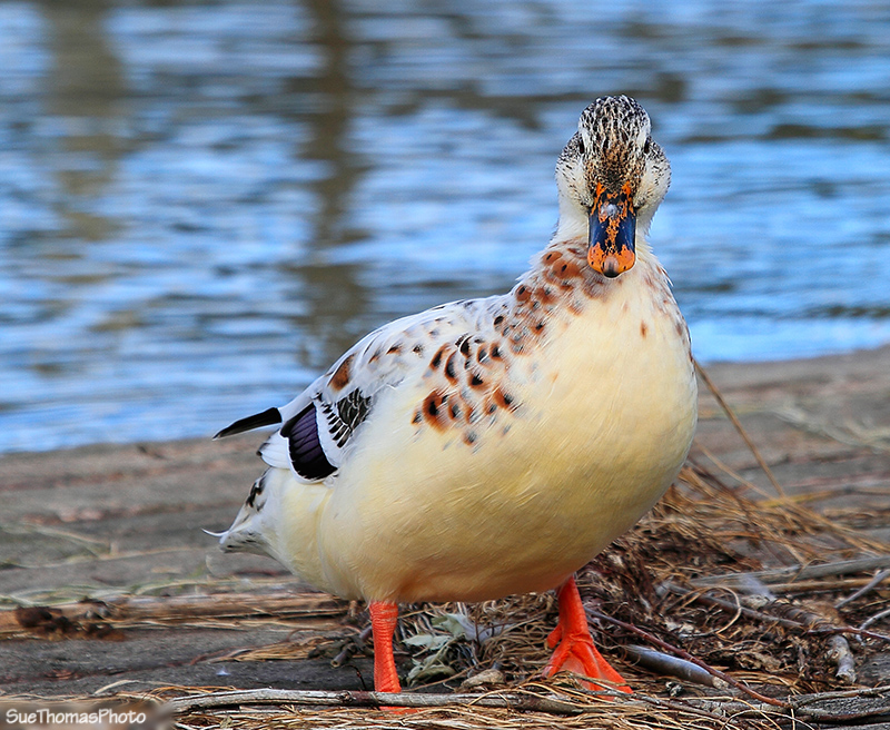 Mallard at Okanagan Falls, BC