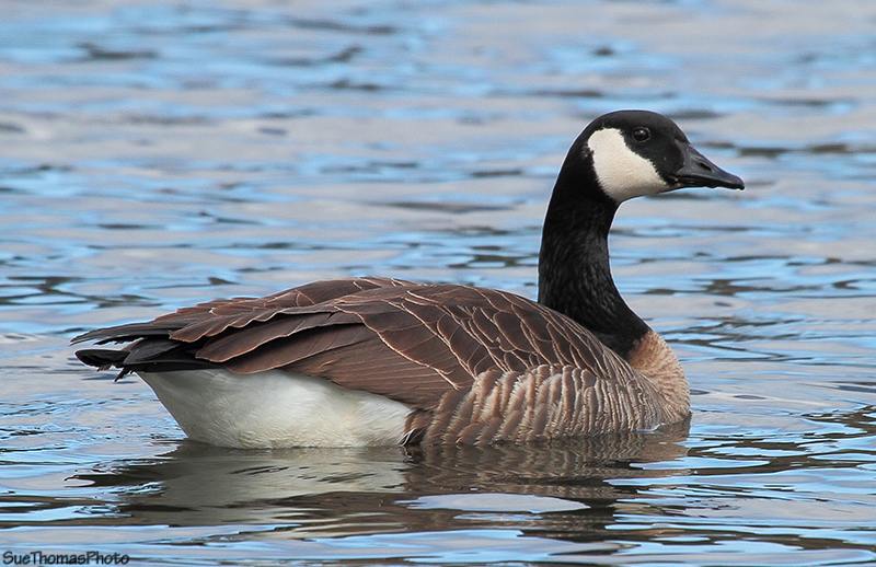 Canada Goose