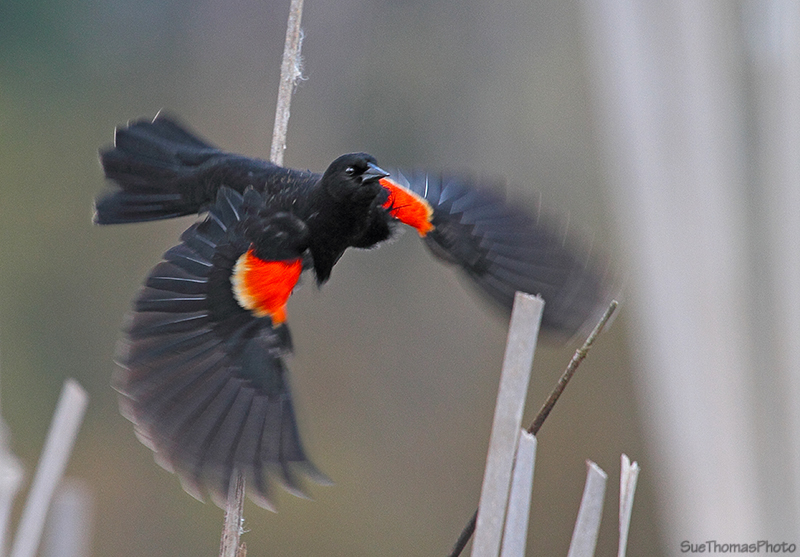 Red Winged Blackbird, Cowichan Valley, Vancouver Island