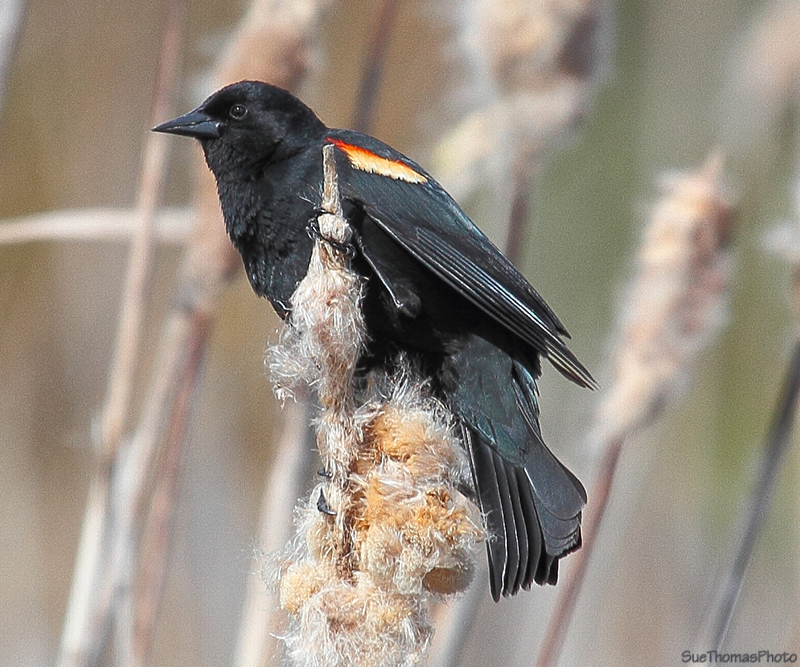 Red Winged Blackbird