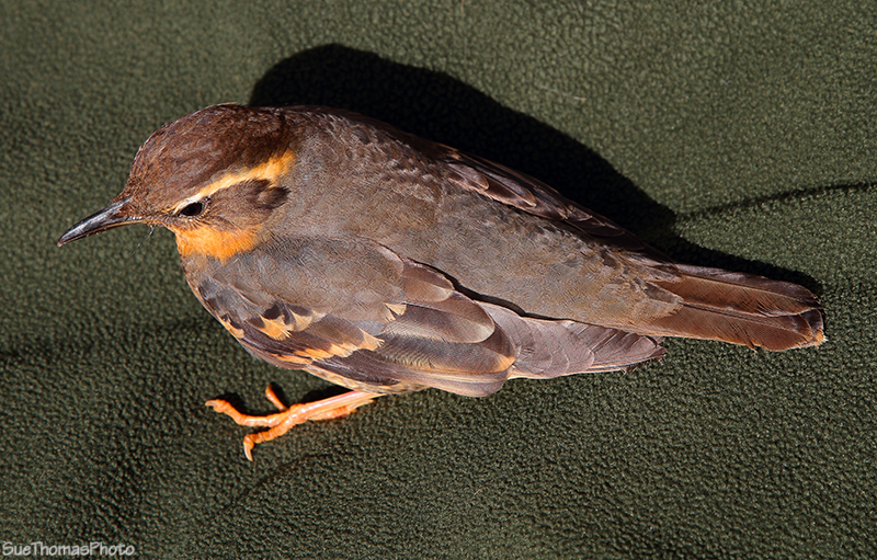 IMAGE: http://suethomas.ca/images/Birds/20110510_Bird_113.jpg
