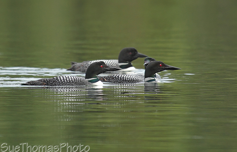 Common Loons in Yukon