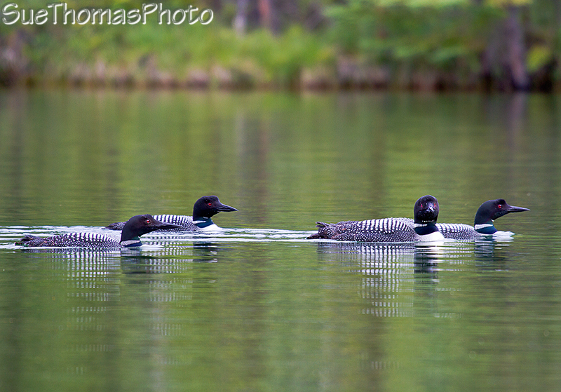 Common Loons in Yukon