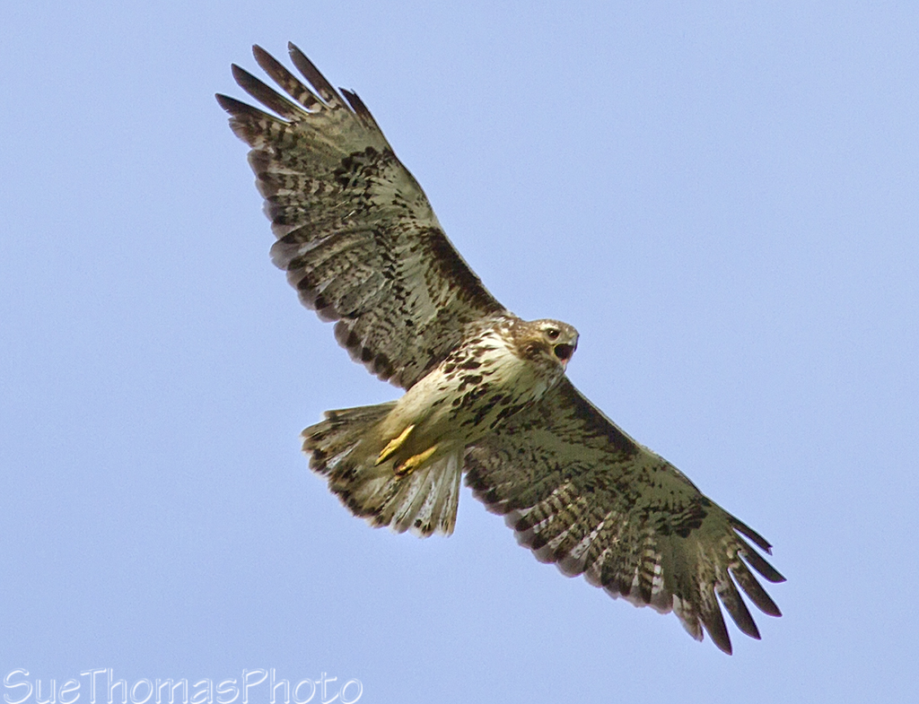 Red-tailed hawk in Yukon (Harlan's Hawk)