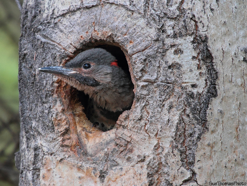 Northern Flicker chick - July 2012