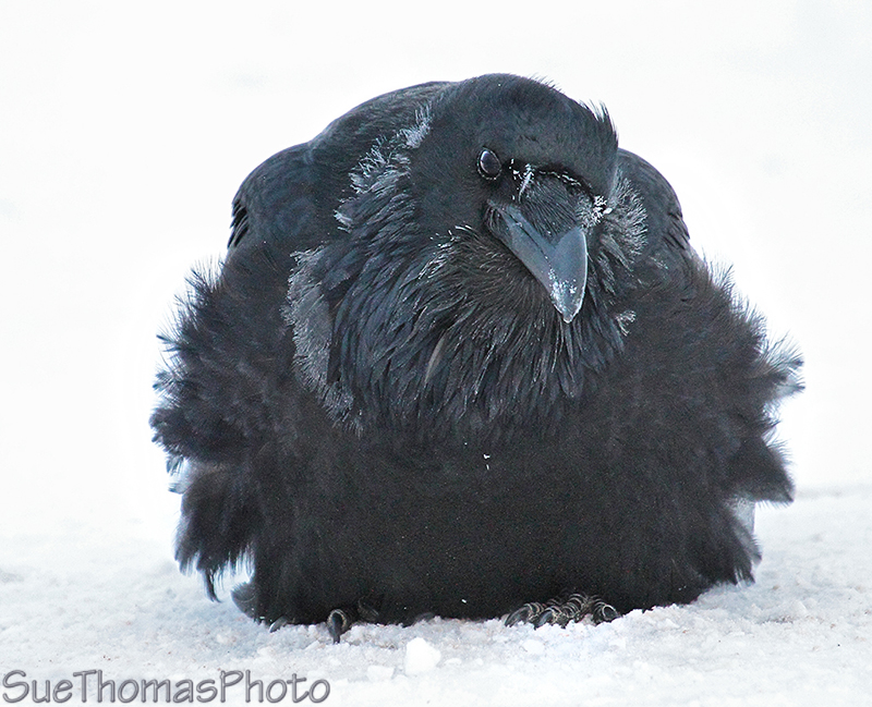Common Raven in Whitehorse, Yukon