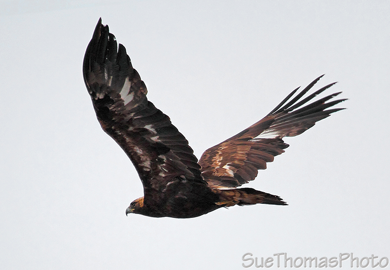 IMAGE: http://suethomas.ca/images/Birds/20130426_GoldEagle_101A.jpg