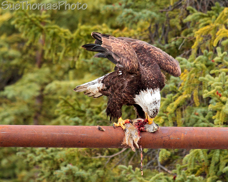 Bald Eagle in Yukon