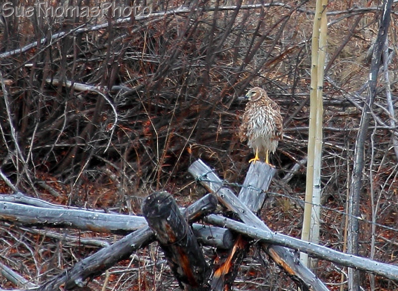Northern Harrier