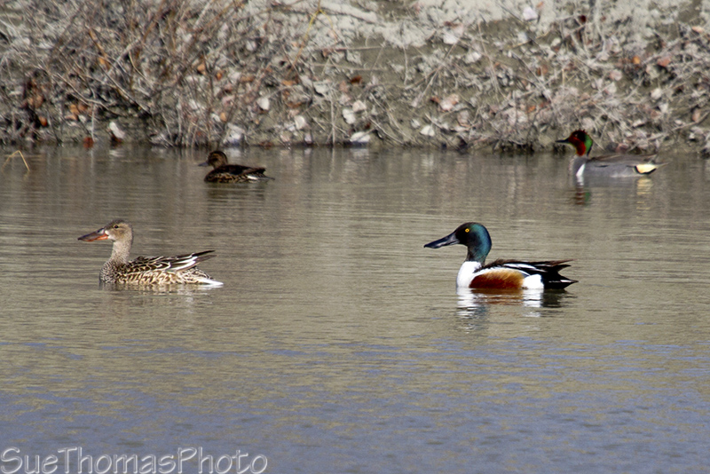 Northern Shoveler