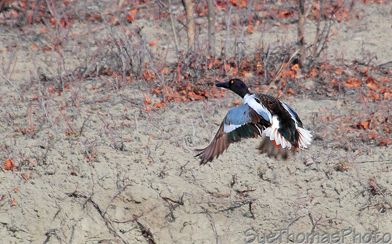 Northern Shoveler