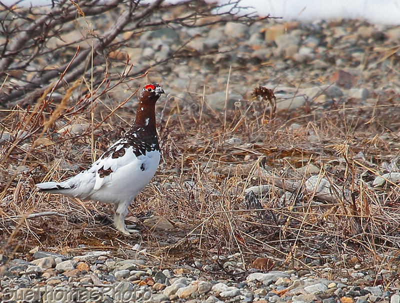 Willow Ptarmigan